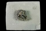 Crinoid (Platycrinites) Fossil - Crawfordsville, Indiana #136522-1